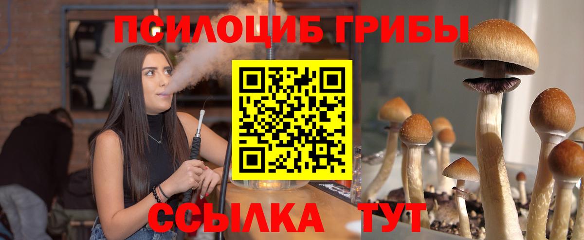 Нижневартовск  как найти   Вход с VPN  Галлюциногенные грибы Psilocybe 